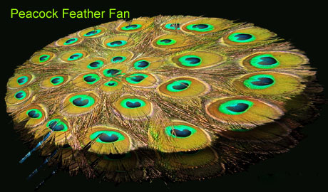 peacock Feather Fan in India